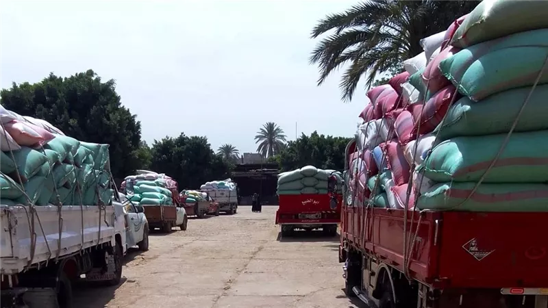 في اليوم الأول من التوريد.. استقبال 298 طن قمح بشون وصوامع سوهاج 