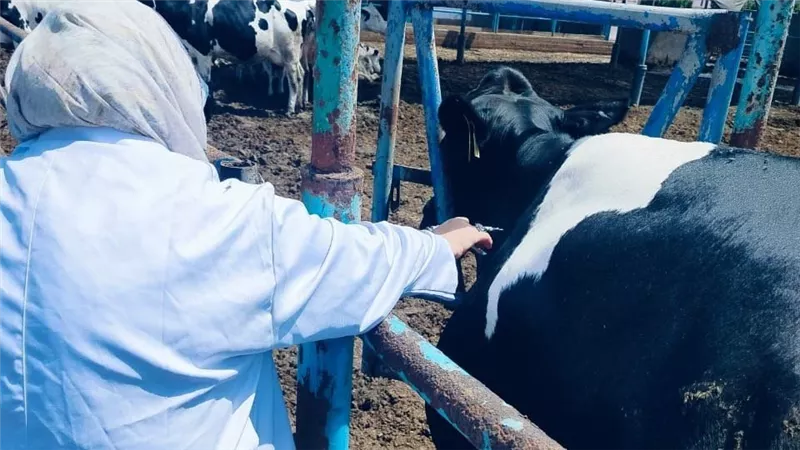 بيطري الشرقية يفحص ١٢٠١ رأس ماشية ضد البروسيلا و ٩٢١ ضد السل البقرى 