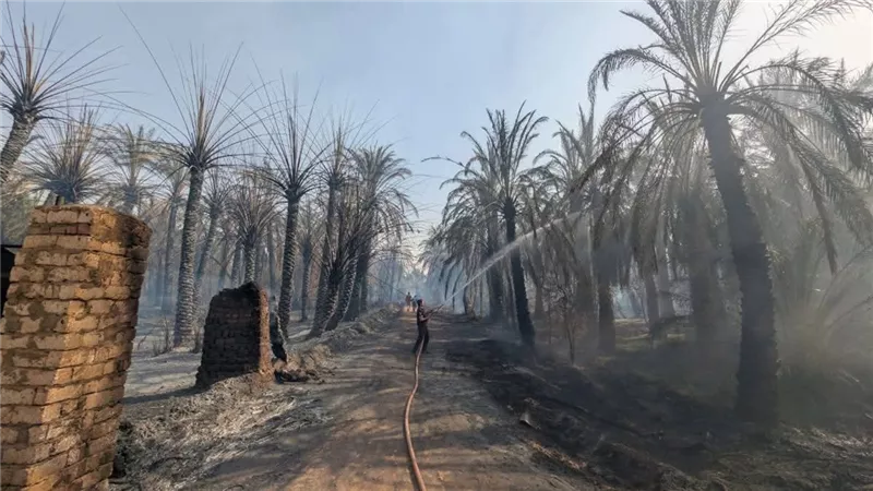 الدفع بـ13 سيارة إطفاء.. السيطرة على حريق مزرعة نخيل بالعوينة