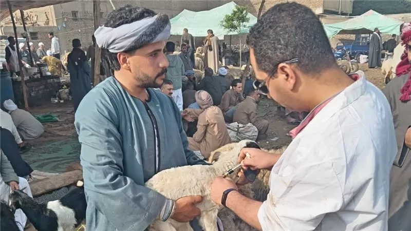 تحصين أكثر من 176 ألف رأس ماشية ضد  الجلد العقدي وجدري الضأن بالجيزة   