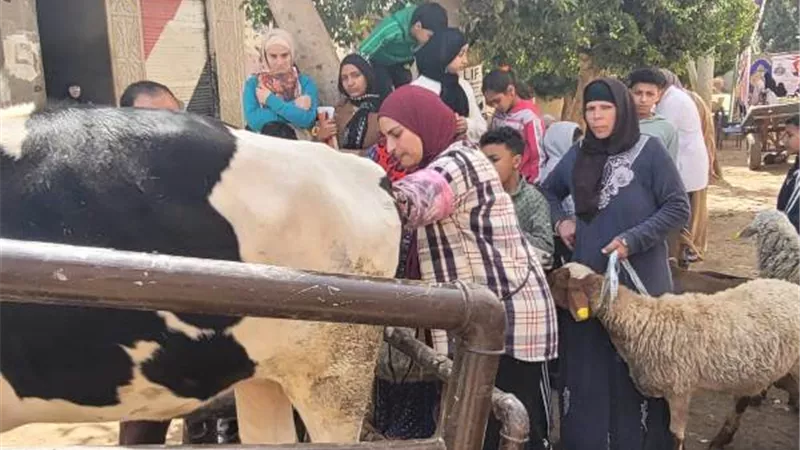 تحصين 177 ألف رأس ماشية بالغربية ضد الجلد العقدي وجدري الأغنام