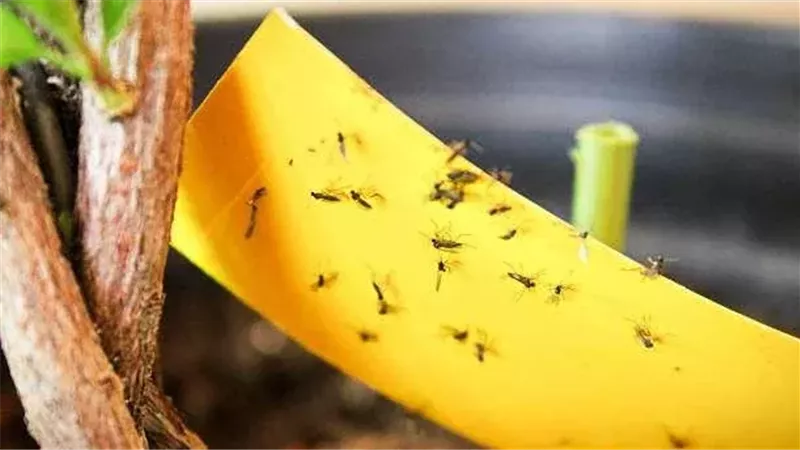 الذباب ينتشر بكثافة في المنازل.. خبير يوضح الأسباب وطرق المواجهة