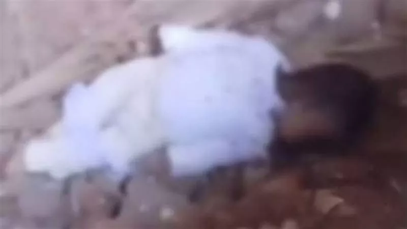 العثور على طفل حديث الولادة داخل مستشفى شبين القناطر.. وضبط سيدتين