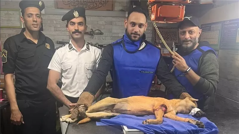 نجدة بورسعيد تنقذ حياة كلب شارع عقب إصابته في حادث سيارة وتودعه بالشلتر