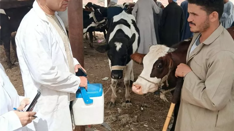 للتقصي والتحصين..فرق بيطرية تكثف أعمال المتابعة لأسواق الماشية بمحافظة السويس