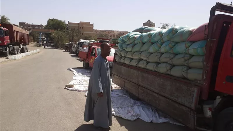 محافظ أسيوط: توريد 3560 طن قمح محلي للصوامع والشون حتى الآن  