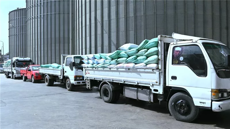 البحيرة تواصل توريد القمح بمؤشرات إيجابية.. 1255 طن وتجهيز 39 موقعًا 