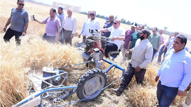 بقيادة الدكتور حسان النعماني.. حصاد القمح من قلب مزارع جامعة سوهاج 