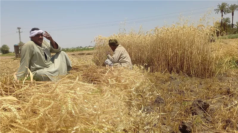 طفرة في إنتاج القمح بمصر.. الزراعة: تجاوزنا مليون طن توريد ونسعى لكسر حاجز 10 