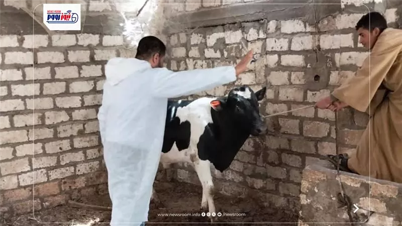  انطلاق حملة تحصين الماشية ضد الحمى القلاعية بـ 9 إدارات و110 لجان بالمنيا