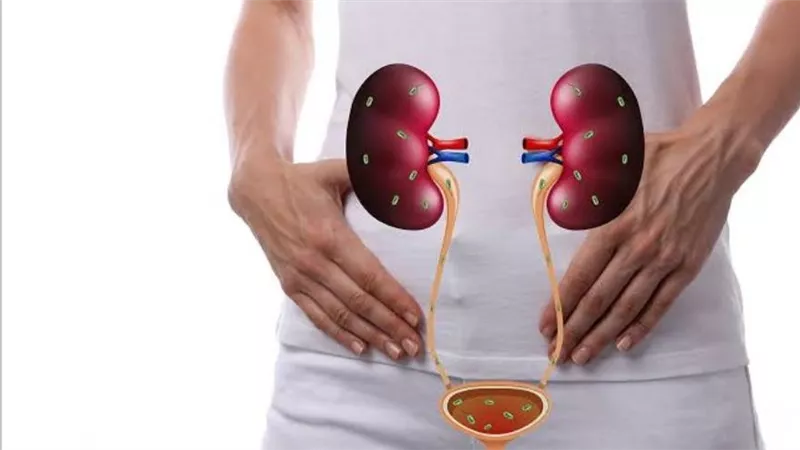     لماذا تصيب التهابات المسالك البولية النساء والرضع أكثر؟ الأسباب الكاملة