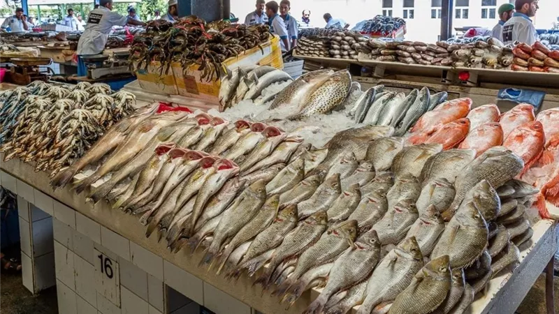 غرفة القاهرة: استقرار سوق الأسماك بفضل إنتاج المزارع وتنوع منافذ البيع 