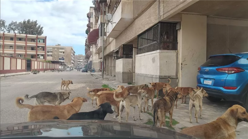 العثور على 4 كلاب نافقة بإحدى القرى السياحية بالإسماعيلية