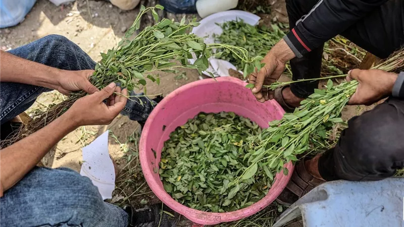 الملوخية.. حيلة إنسانية يلجأ إليها الغزيون مع تفاقم أزمة التبغ في القطاع