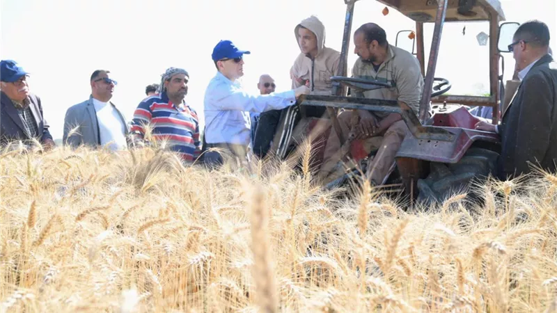 وسط فرحة المزارعين.. محافظ الغربية يطلق موسم حصاد القمح من مركز زفتى 