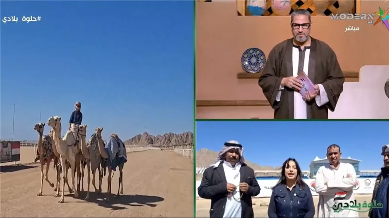 انطلاق مهرجان الهجن بشرم الشيخ بمشاركة 400 ناقة احتفالا بذكرى تحرير سيناء