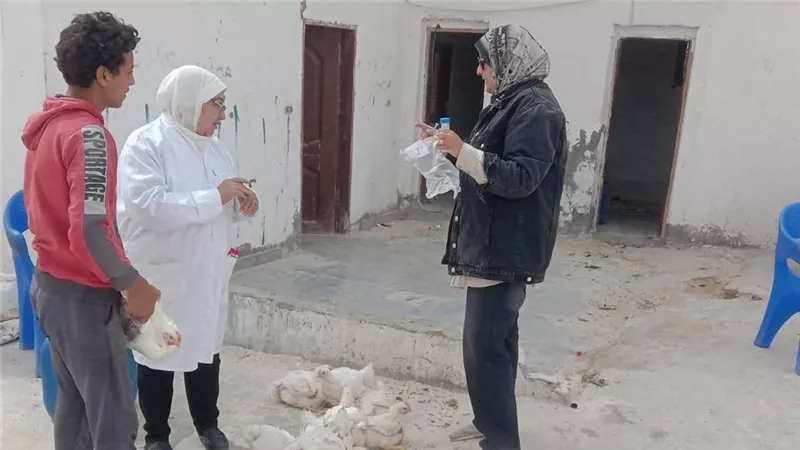 سحب عينات من مزارع الدواجن بالسويس للتأكد من خلوها من إنفلونزا الطيور