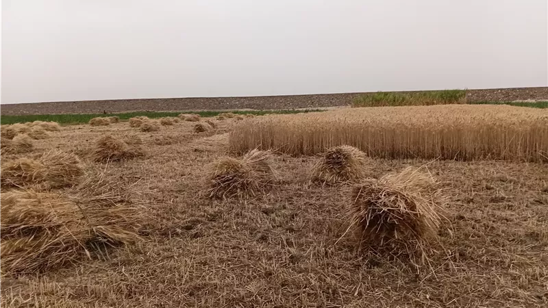 بدء حصاد محصول القمح بمحافظة أسوان وتوريده للصوامع والشون