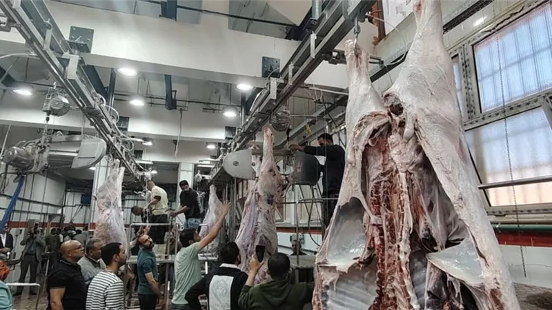 بتكلفة38 مليون جنيه.. بدءالتشغيل التجريبي لمجزر الزقازيق العام بمحافظة الشرقية