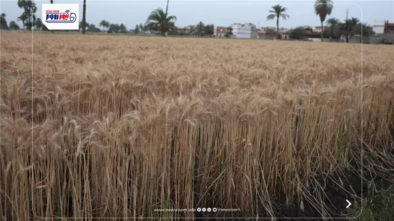 حصاد القمح في المنيا.. زيادة المساحات المزروعة وتوريد 415 ألف طن