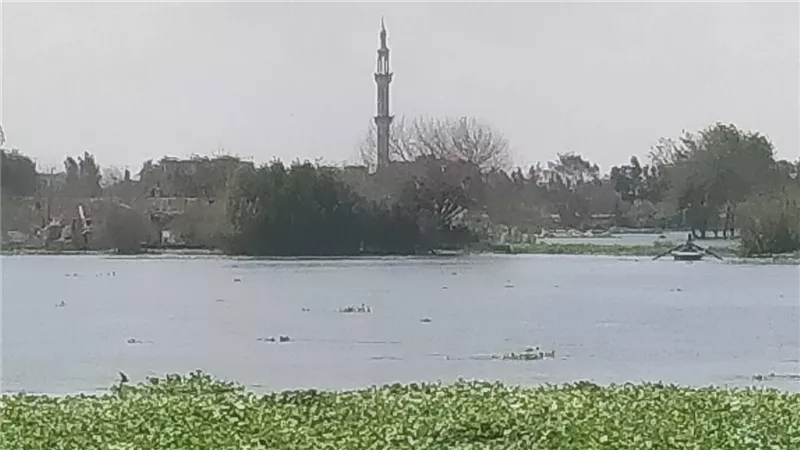 منوف: إخلاء محاصيل ومعدات من طرح النهر مع ارتفاع منسوب مياه النيل