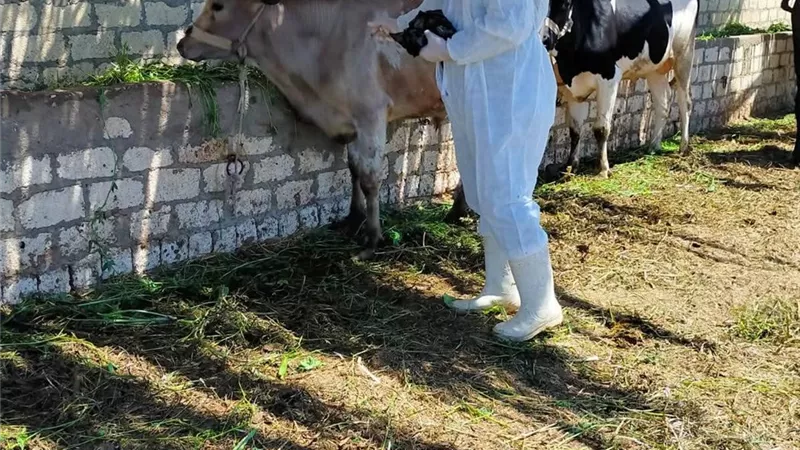 اليوم.. انطلاق حملة تحصين الماشية ضد  القلاعية والوادي المتصدع بالسويس