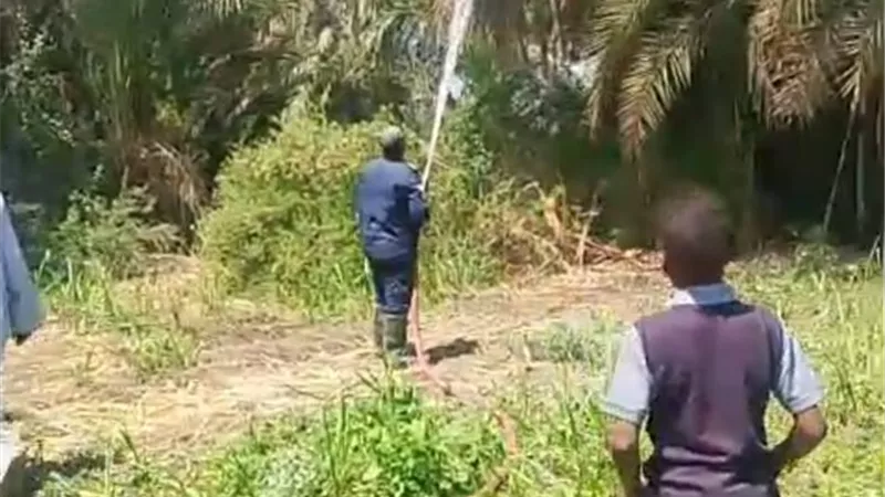 نشوب حريق فى كرم نخل وزراعات بقنا.. والحماية المدنية تسيطر
