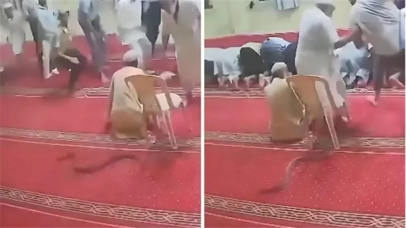 تسلل مرعب.. أفعى ضخمة بين أقدام المصلين داخل مسجد أثناء الصلاة