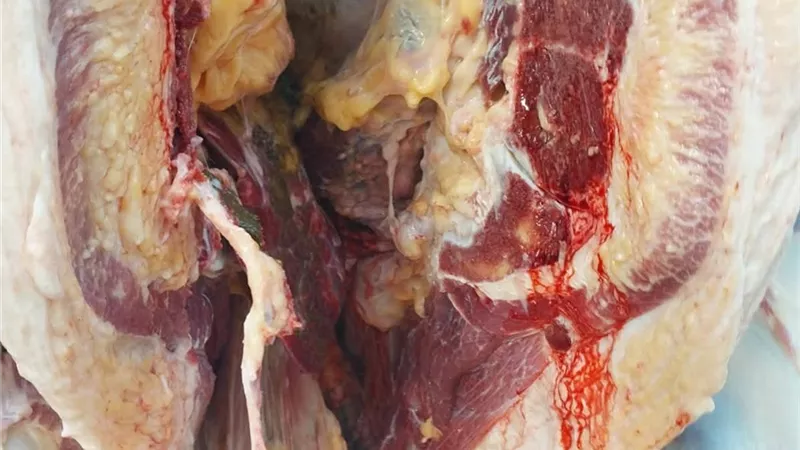 نجاح أطباء مجازر الزرقا في منع وصول لحوم ملوثة بالسل لمائدة الاهالى