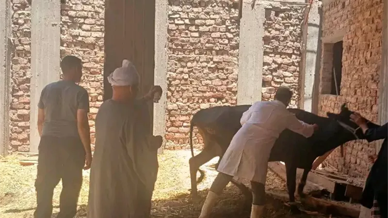 استمرار الحملة القومية لتحصين الثروة الحيوانية في قرى ومراكز أسيوط