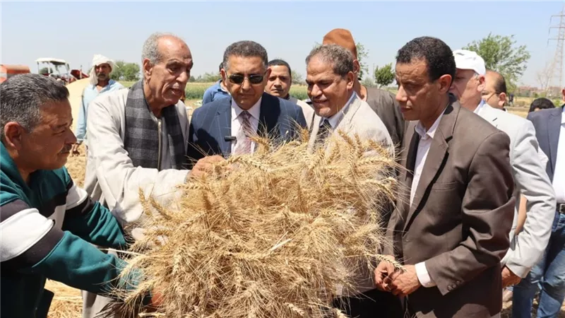 محافظ القليوبية يتفقد موسم حصاد القمح بمدينة قها ويؤكد: الدولة حريصة على دعمهم