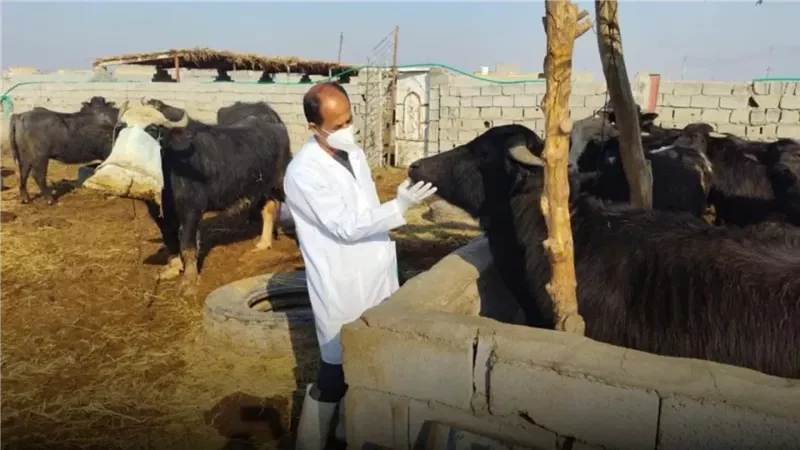 انطلاق الحملة القومية للتحصين ضد الحمى القلاعية والوادي المتصدع.. اليوم