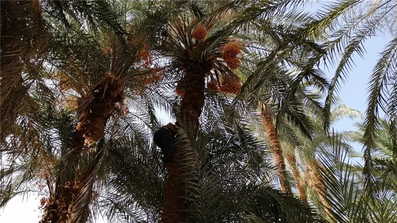 تصعد النخل وتحفر القبور.. 