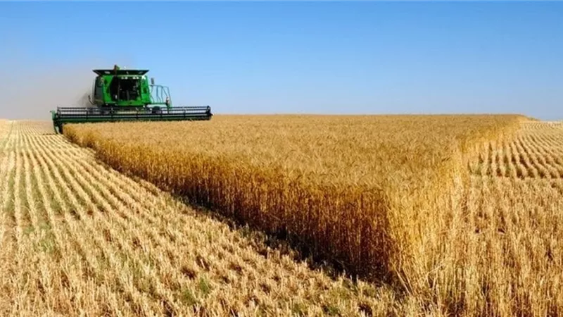 التموين تطلق موسم توريد القمح وتوسع شبكة الصوامع الحديثة لدعم الأمن الغذائي