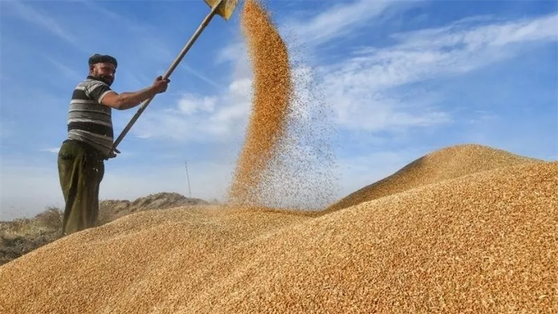 بدء موسم توريد القمح المحلي بـ 2200 جنيه للإردب وتيسيرات حكومية للمزارعين