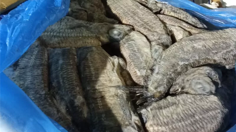 ضبط سيارة محملة بـ600 كيلو فسيخ ورنجة غير صالحة للاستهلاك 