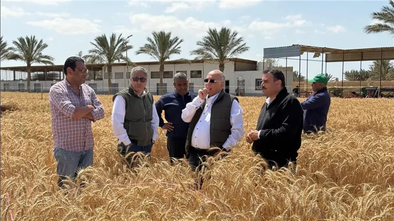 لبدء الموسم.. بحوث الصحراء يتابع موسم حصاد القمح في جنوب سيناء