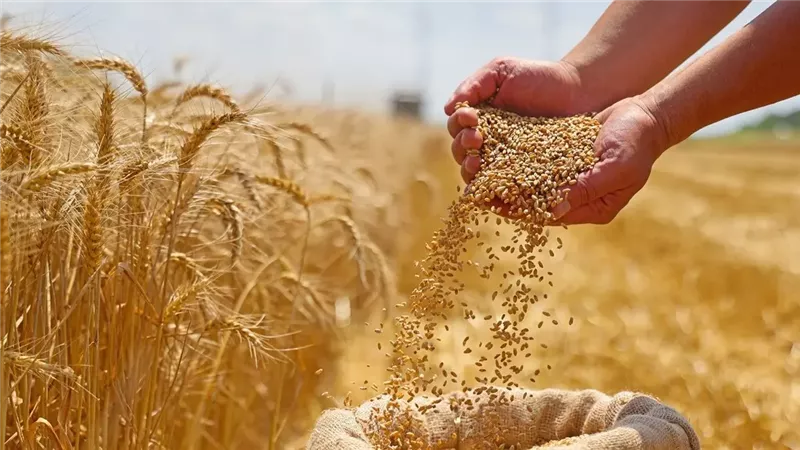 وزارة التموين: توريد 56 ألف طن قمح .. وهدفنا 4.5 مليون طن 
