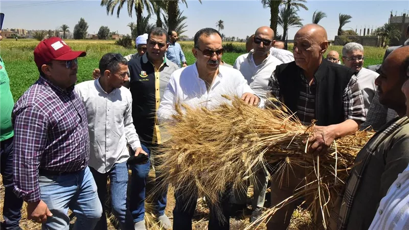 الذهب الأصفر.. محافظ أسيوط يشهد بدء موسم حصاد القمح |صور