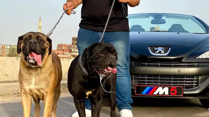 الشاب محمد يحول سطح منزله لفندق 7 نجوم لتربية الكلاب الغالية وبيعها |صور