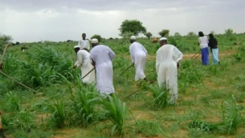 حرب السودان تلتهم الزراعة وتُفقد البلاد 10 مليارات دولار