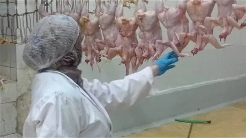محافظ الجيزة: ذبح أكثر من 2 مليون طائر بالمجازر خلال أسبوع 