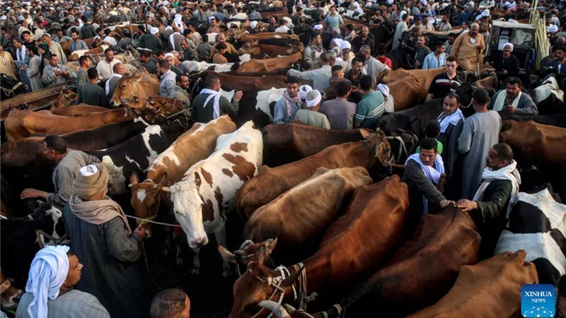 نقيب الفلاحين: بعض العجول تصل إلى 200 ألف جنيه لكنها حالات استثنائية|خاص