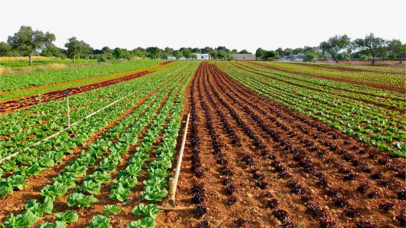 مصر تفرض 15 ألف جنيه رسوماً علي الأراضي الزراعية غرب القاهرة
