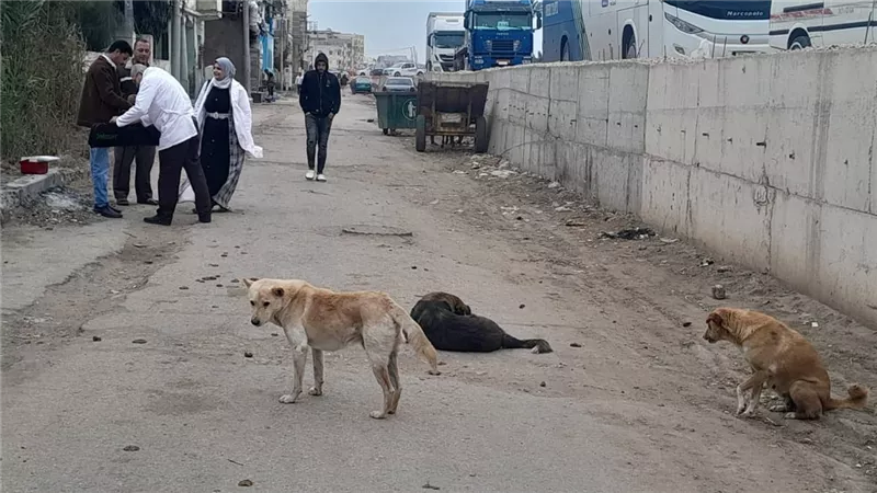 حملة بيطرية بمدينة الزرقا لتحصين الكلاب الحرة والحد من الأمراض المشتركة