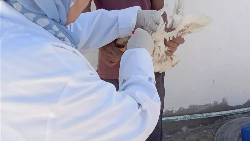 سحب عينات ما قبل البيع من مزارع الدواجن بالسويس للتأكد من خلوها من الإنفلونزا 