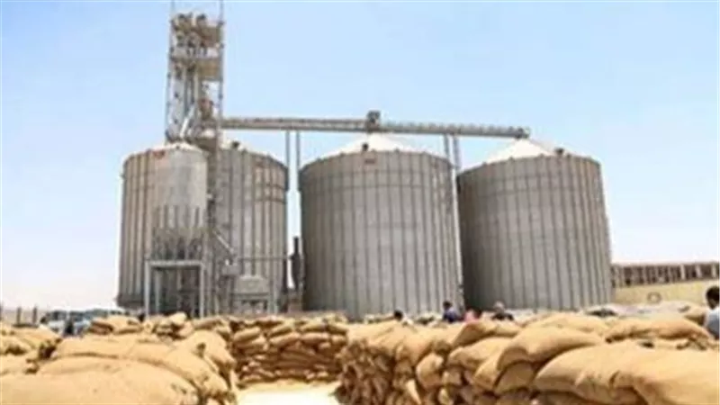 رسمياً..  وزارة التموين: تحديد أسعار شراء القمح المحلي حسب درجات النظافة