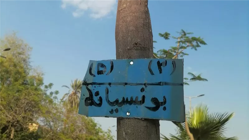 للحفاظ عليها وحمايتها.. بدء منظومة تكويد وترقيم الأشجار في أشمون بالمنوفية