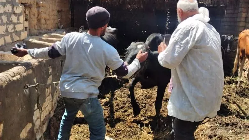 بيطري السويس يواصل تحصين الماشية والتقصي الوبائي بقرية المشروع