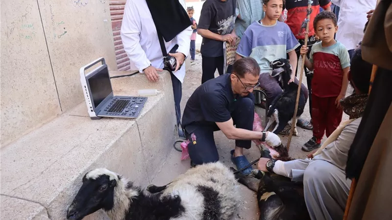 محافظ أسيوط: علاج 4,118 رأس ماشية مجانًا خلال أسبوع 